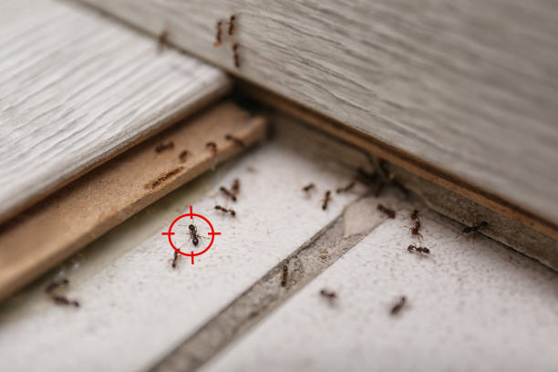 Best Commercial Pest Control Services  in Ferriday, LA