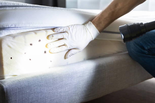 Best Flea Control Services  in Ferriday, LA