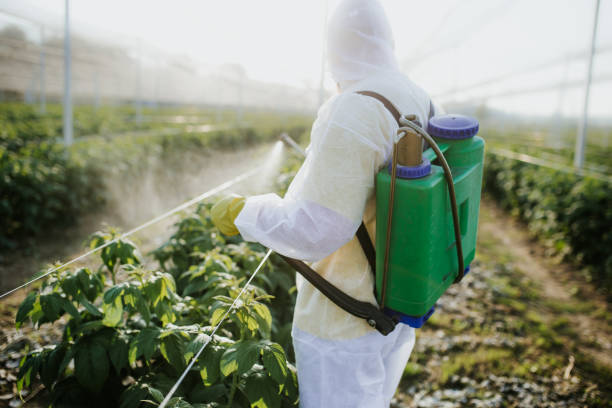 Best Wasp Removal Services  in Ferriday, LA
